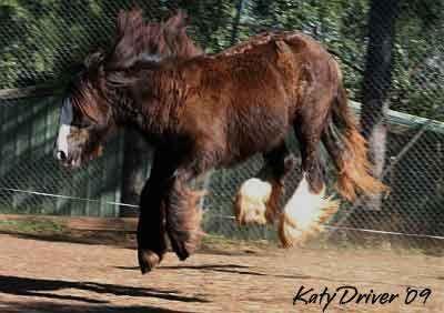 gypsy vanner stallion