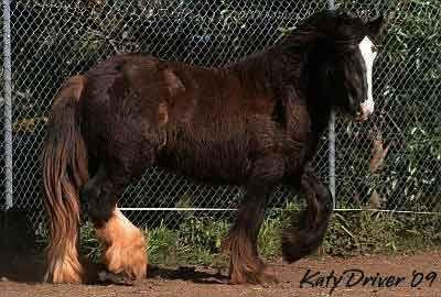 gypsy cob colt