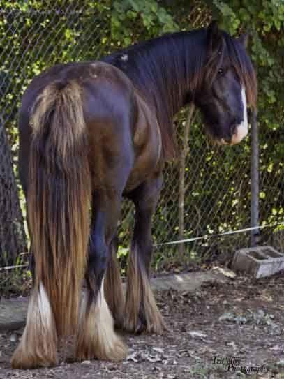 gypsy vanner colt