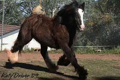 gypsy cob colt