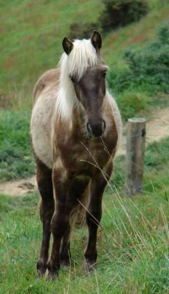 silver dapple gypsy horse