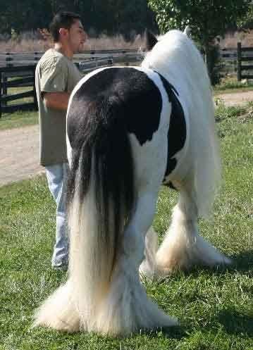 lenny's stallion gypsy cob