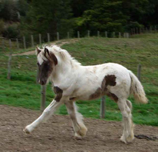 gypsy vanner silver dapple filly doing dressage