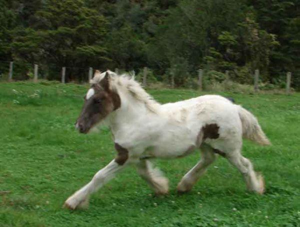 gypsy cob lenny stallion sire