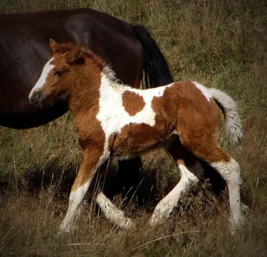 gypsy tinker horse