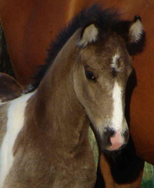 gypsy cob colt for sale