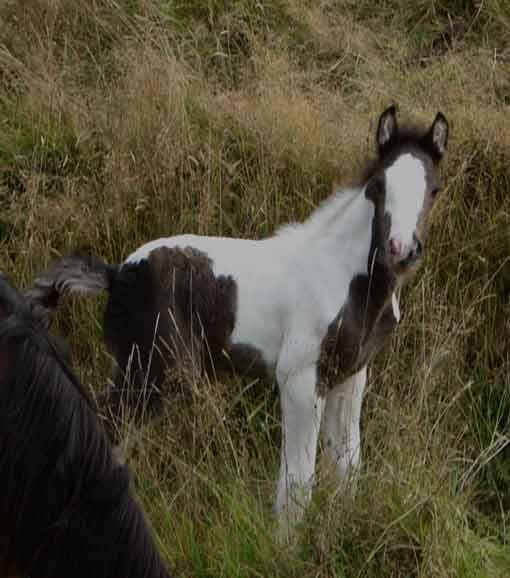 gypsy cob for sale in new zealand