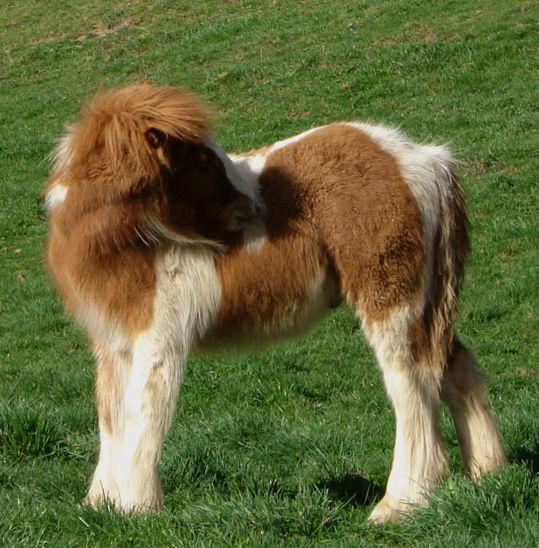 red and white gypsy vanner colt for sale