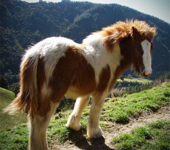 propsective stallion gypsy horse