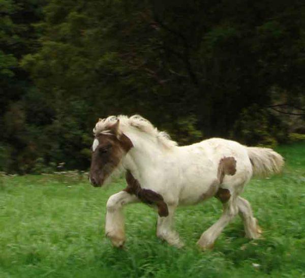 gypsy vanner dressage horse