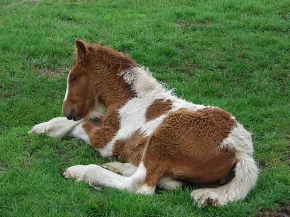 rare gypsy horse