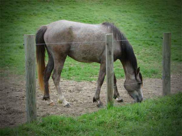 arab mare in foal to gypsy cob