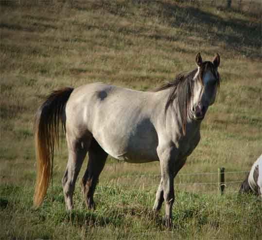 arabian part bred horse for sale