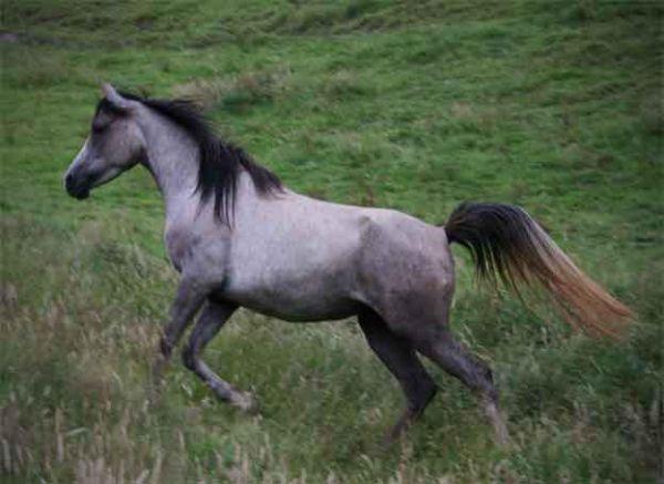 arab mare in foal to gypsy vanner