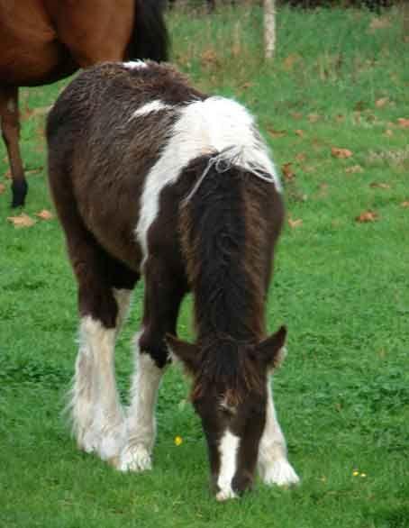 gypsy horse gelding for sale