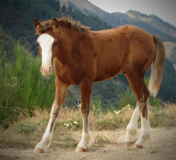 gypsy cob dressage horse