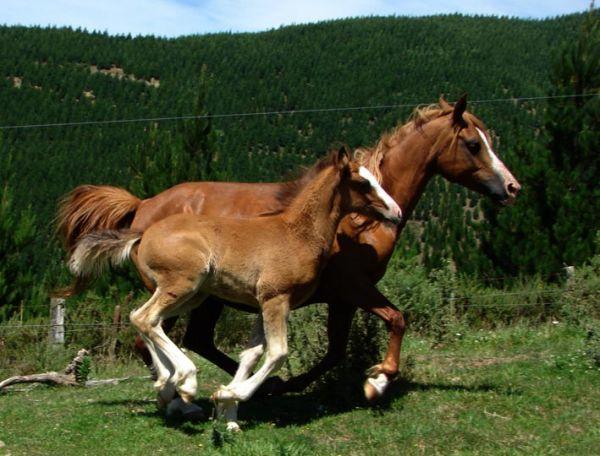 gypsy cob sport horse partbred