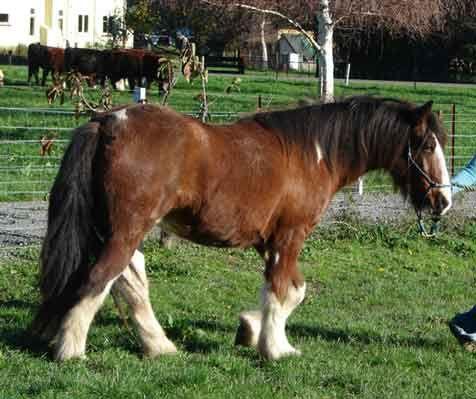 welsh gypsy partbred