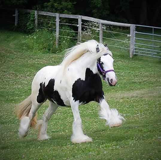 quality gypsy cob mare