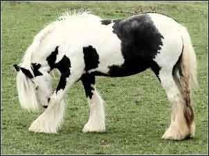 quality gypsy vanner filly