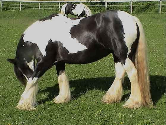 gypsy mare