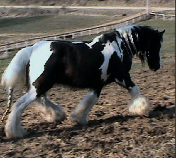 gypsy cob mare
