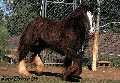 gypsy vanner stallion in austrlalia