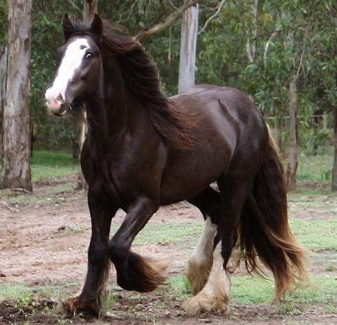 gypsy vanner stallion
