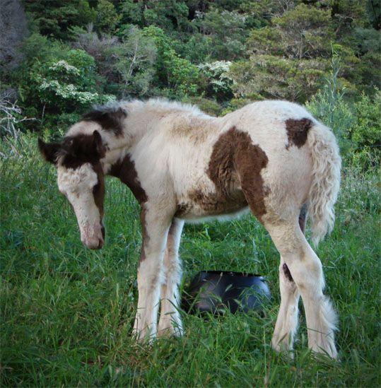 gypsy horse filly for sale