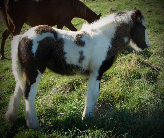 gypsy cob filly for sale in new Zealand