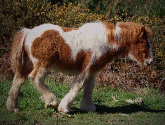red and white gypsy stallion 