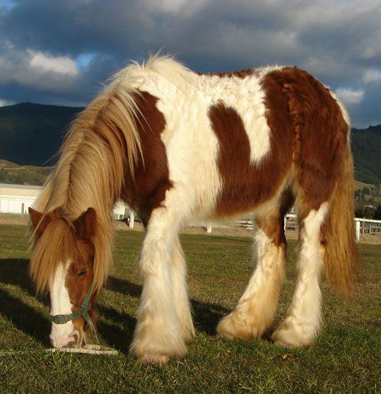 red adn white gypsy stallion