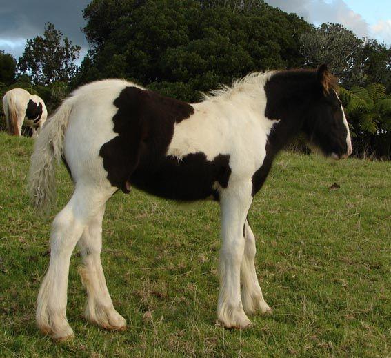 gypsy cob colt