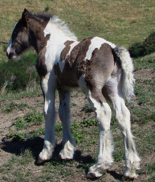 gypsy cob stallion for sale