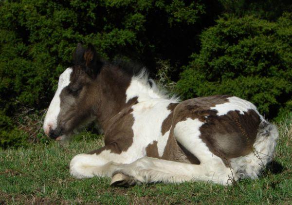 gypsy cob colt for sale new zealand