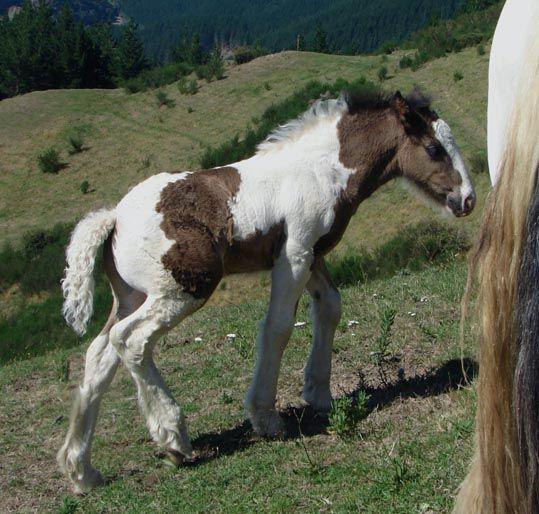 gypsy cob colt