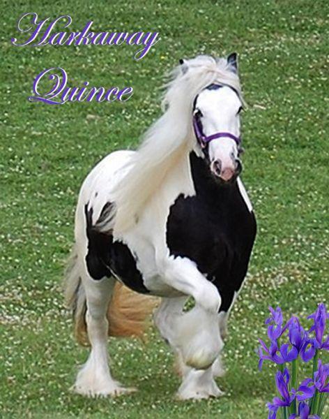 gypsy vanner