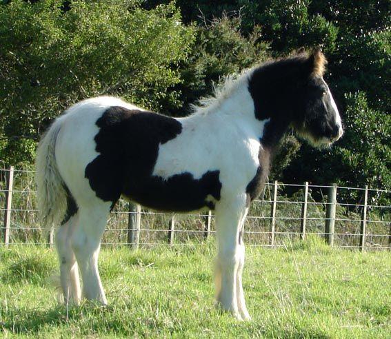 gypsy stallion