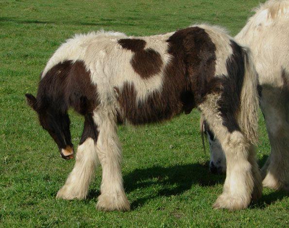 top quality gypsy vanner colt