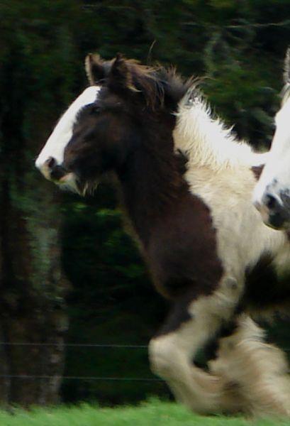 gypsy vanner colt