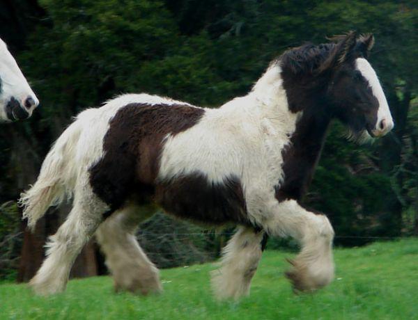 gypsy cob colt