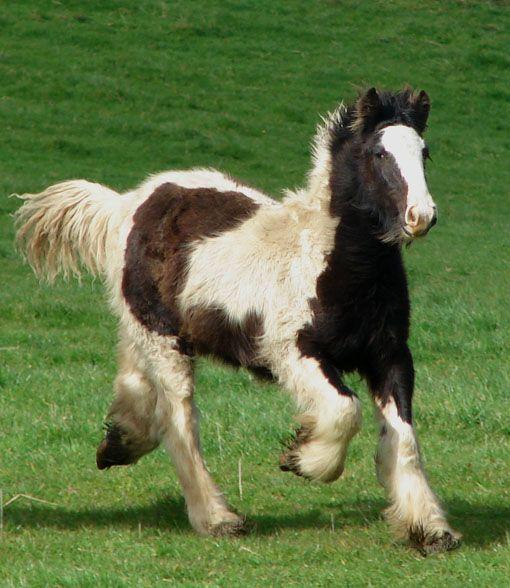 gypsy cob gelding