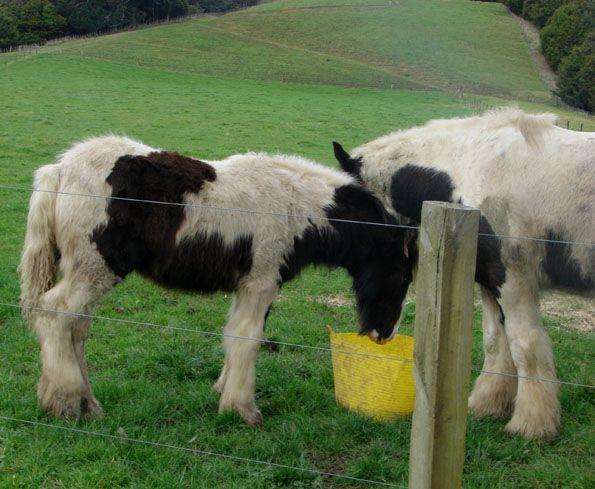 gypsy cob gelding