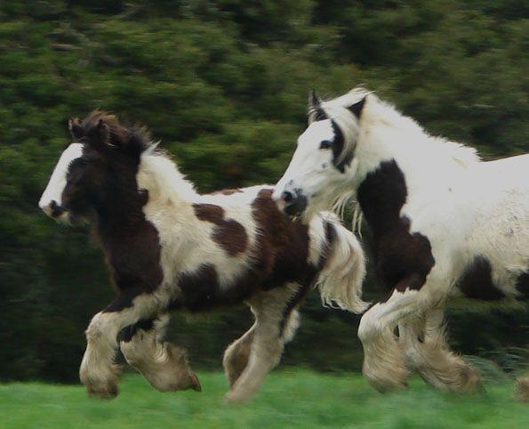 gypsy cob colt