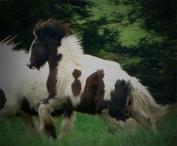 gypsy horse