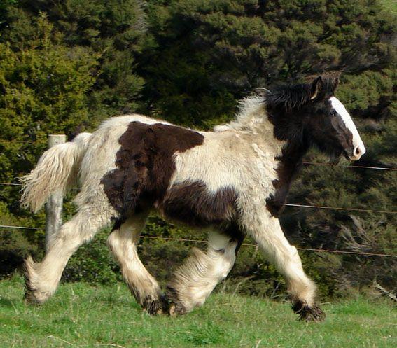 gypsy cob colt for sale new zealand