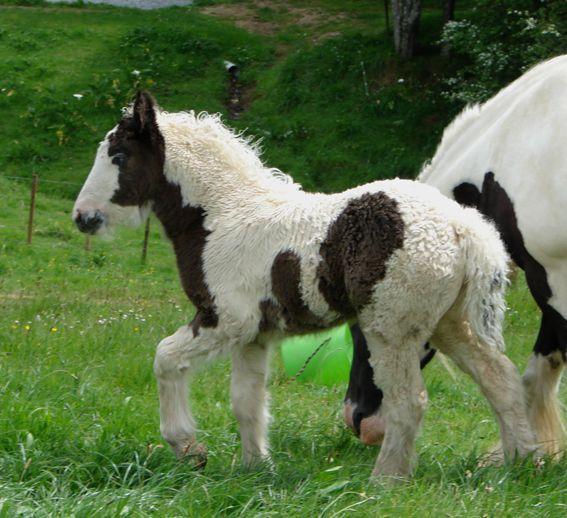 top class gypsy vanner filly for sale