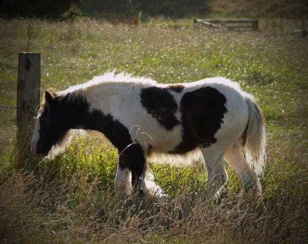  top quality gypsy vanner filly