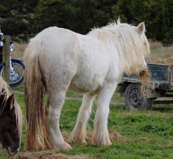 rare cremello gypsy cob stallion