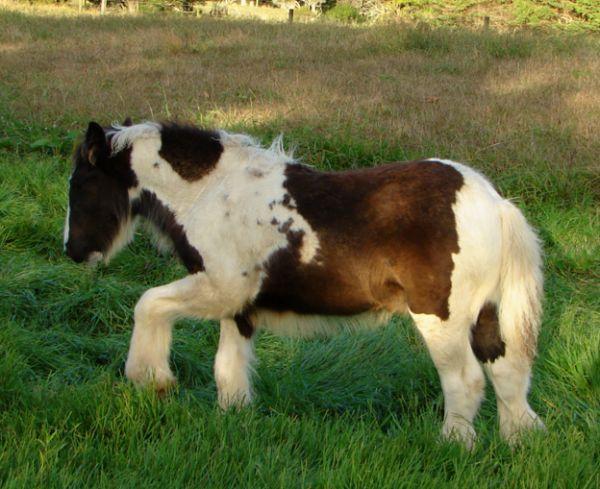 gypsy vanner stallion at stud